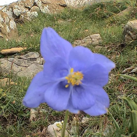 Pinarillos Sarvisé